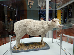 Dolly, National Museums Scotland