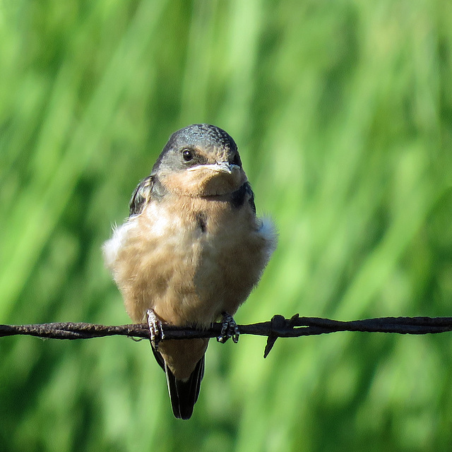 Baby Barn Swallow waiting for food