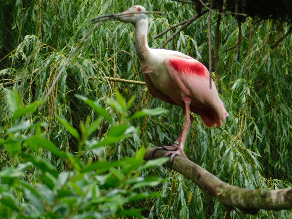 Au parc zoologique de la Bourbansais à Pleugueneuc (35)