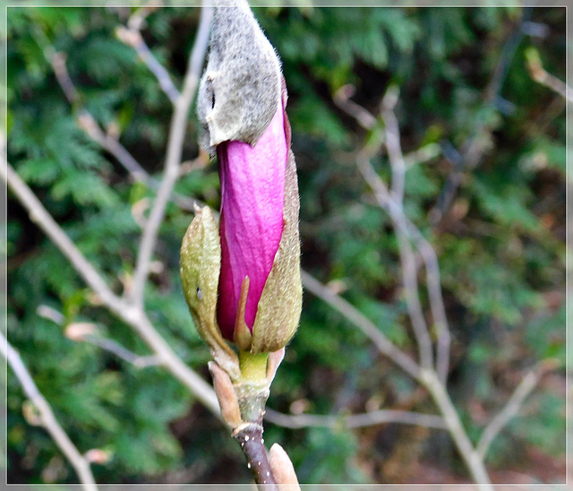 Au jardin : le printemps est revenu ................HFF