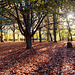 Autumn carpet