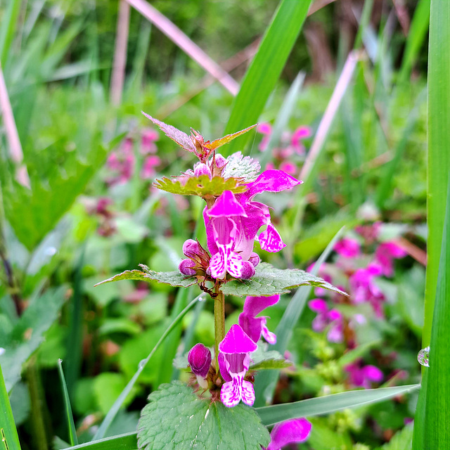 Gefleckte Taubnessel (Lamium maculatum)