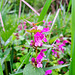 Gefleckte Taubnessel (Lamium maculatum)