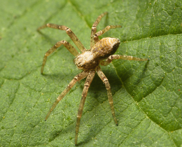 IMG 9754 Spider