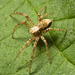 IMG 9754 Spider