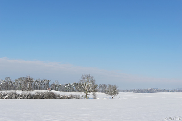 Winter im Zürcher Unterland (© Buelipix)