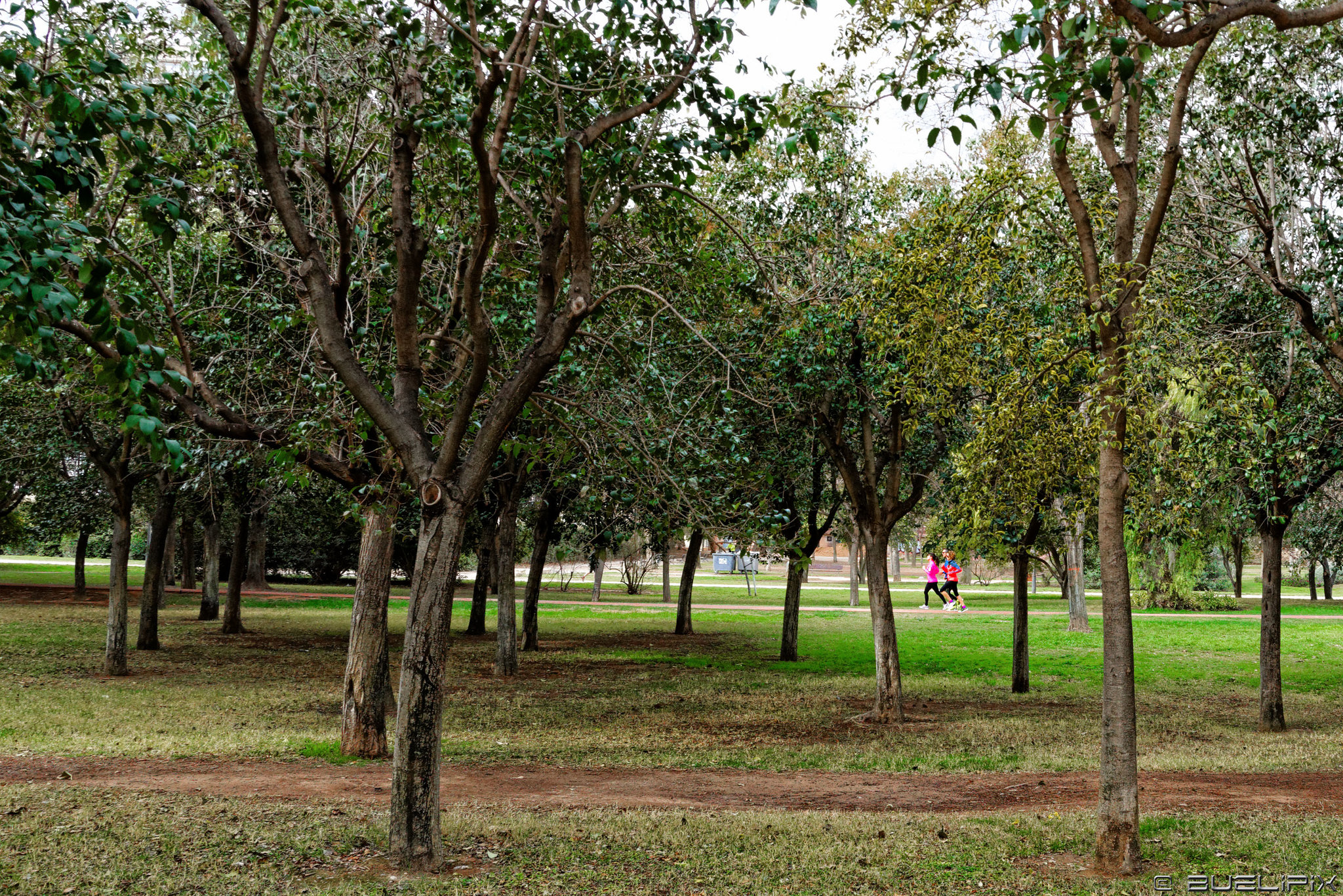 en el Jardin del Turia (© Buelipix)