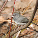 Dark-eyed Junco