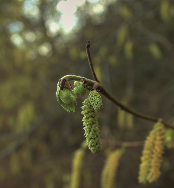 Catkins 7