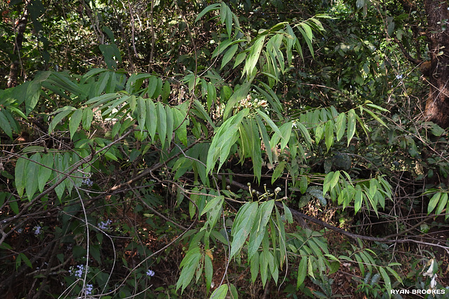 20191213-1532 Grewia serrulata DC.