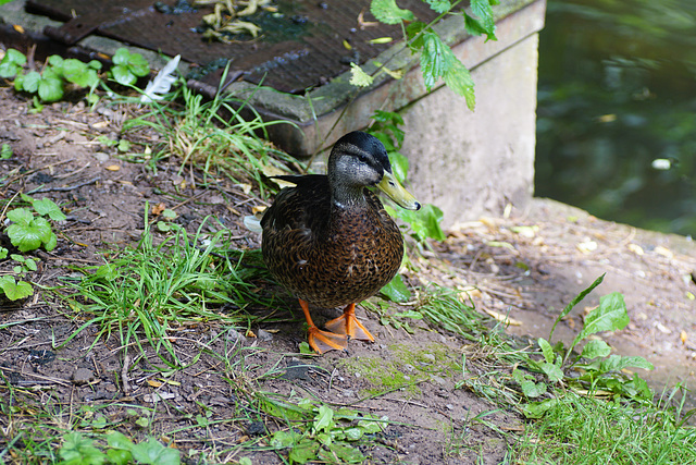 Stockente am Schlossteich Gieboldehausen