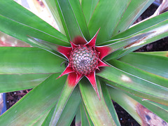 Pineapple flower