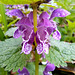 Gefleckte Taubnessel (Lamium maculatum)