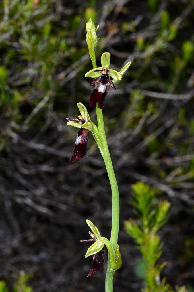Ophrys insectifera - 2021-06-14_D4_DSC6071