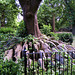 The Hardy tree, St Pancras Old Church.