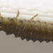 IMG 9771 Ladybird Larva