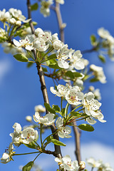 Fresh spring fruit-tree blossom