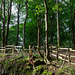 Auf dem Ernstberg in Hinterweiler in der Eifel