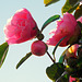Pretty In Pink.