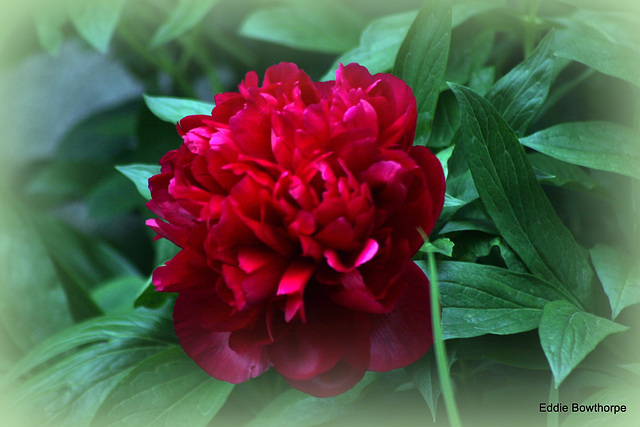 2-029  Paeonia