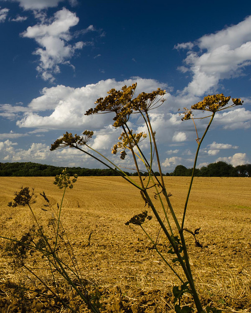 Spätsommer  (1)