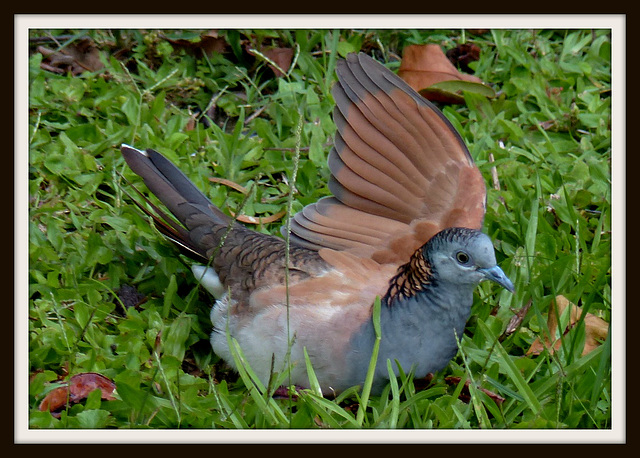 Bronzewing sunbaking