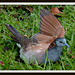 Bronzewing sunbaking