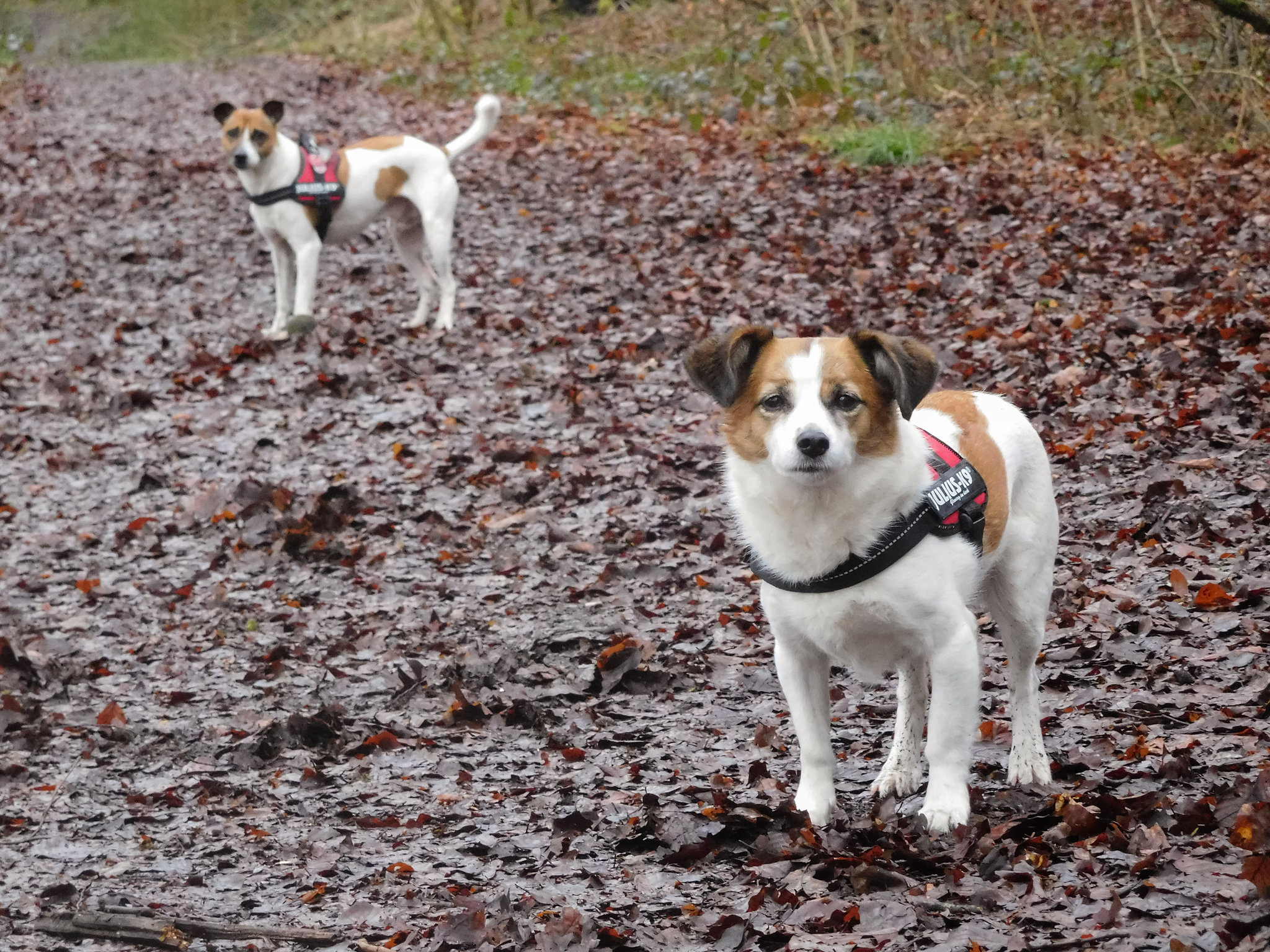 Jack Russell Terrier Rico und Clifford DSCN0156