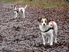 Jack Russell Terrier Rico und Clifford DSCN0156