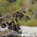 Prunus padus, Canada L1010230