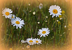 Leucanthemum(Asteracea) Margrieten zijn er ook weer