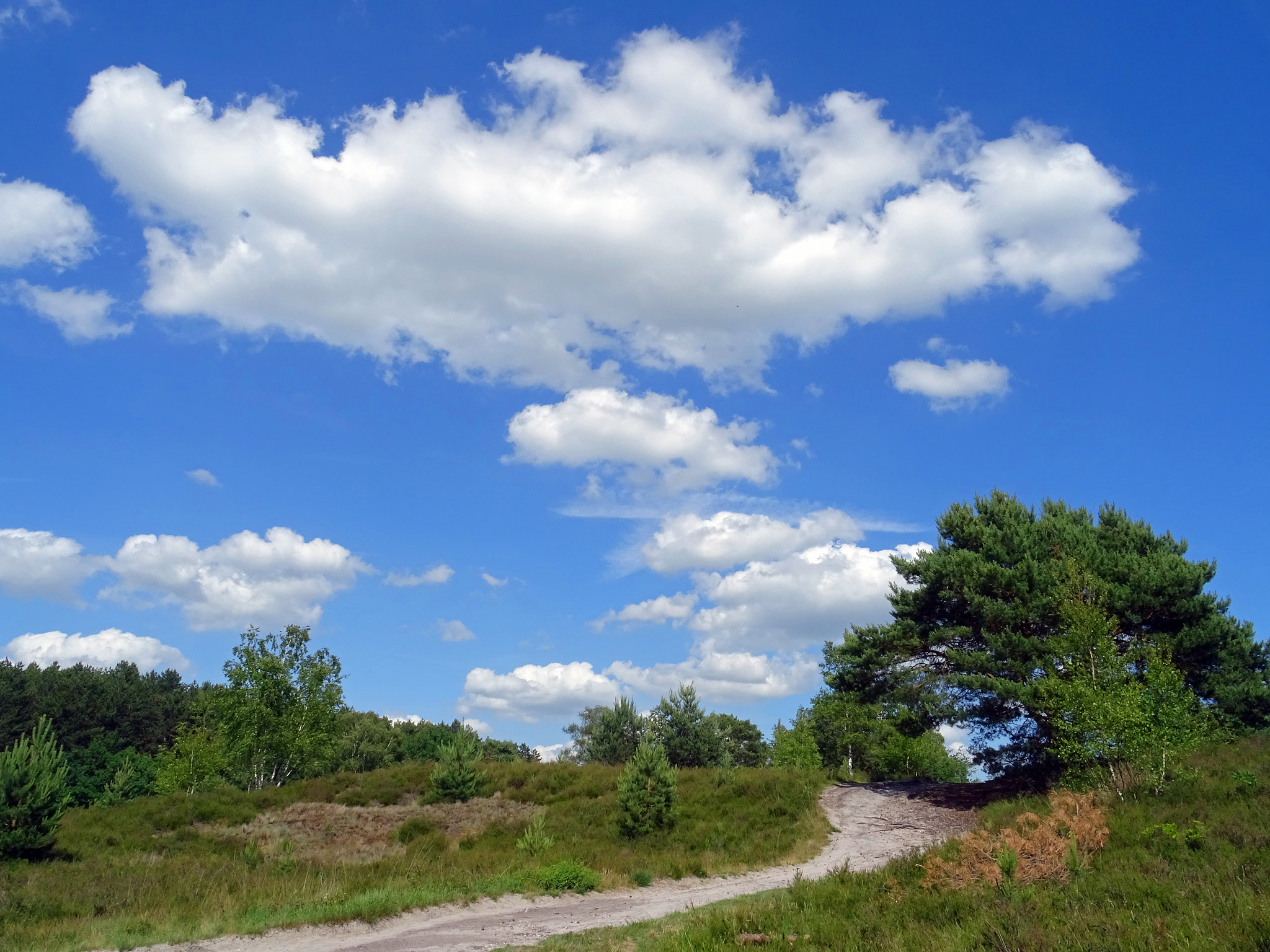 a lovely day on the heath !