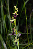 Ophrys insectifera - 2021-06-14_D4_DSC6076