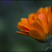 Calendula Officinalis