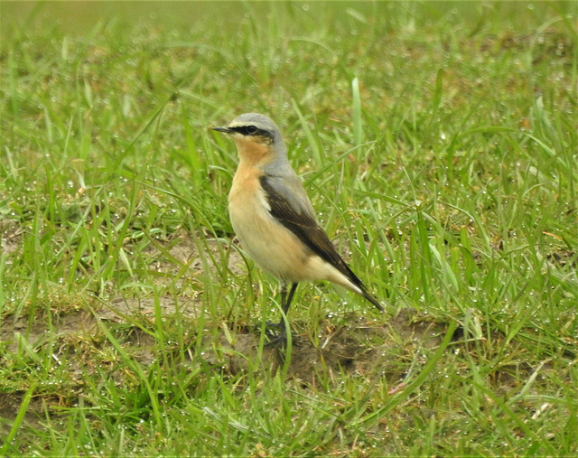 Wheatear - Oenanthe oenanthe