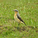 Wheatear - Oenanthe oenanthe