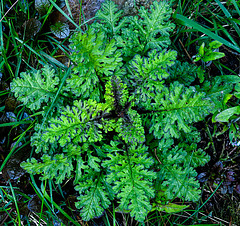 20240502 0058CPw [D~LIP] Jakobs-Greiskraut (Jacobaea vulgariis), BS