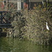 White Heron and fences