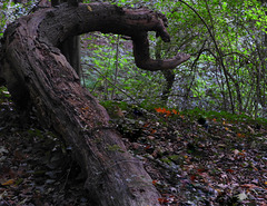 Prehistoric    Welder