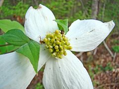 Dogwood Flower with Spider