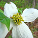 Dogwood Flower with Spider
