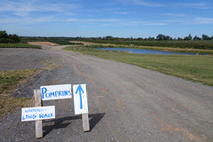 Pumpkins!  Warning: Long Walk