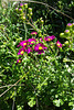 purple ragwort