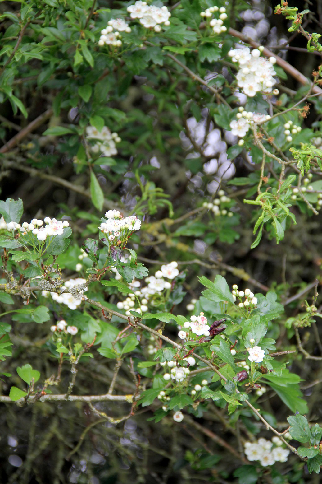 26 - Aubépine