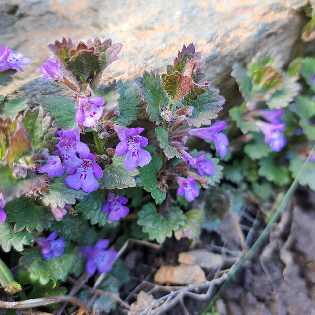 Gundermann, Gundelrebe (Glechoma hederacea)