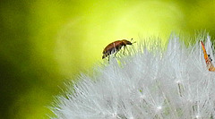 20240502 0060CPw [D~LIP] Löwenzahn, Nelkenwurzkäfer (Byturus ochraceus), BS