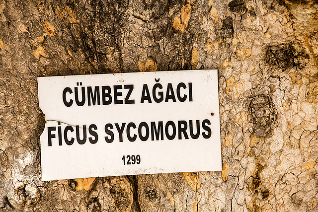 20141130 5809VRAw [CY] Maulbeerfeige (Ficus sycomorus) [Adamsfeige] [Eselsfeige] [Sykomore], Lala-Mustafa-Pasa-Moschee, Famagusta, Nordzypern