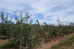 Apples on the vine