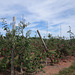 Apples on the vine