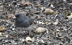 Dark-eyed Junco